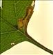 0108 (4.023) Stigmella crataegella